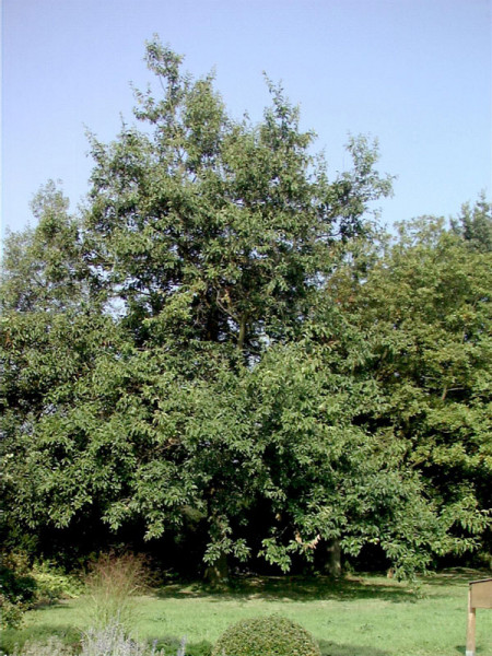 Schindel-Eiche (Quercus imbricaria)