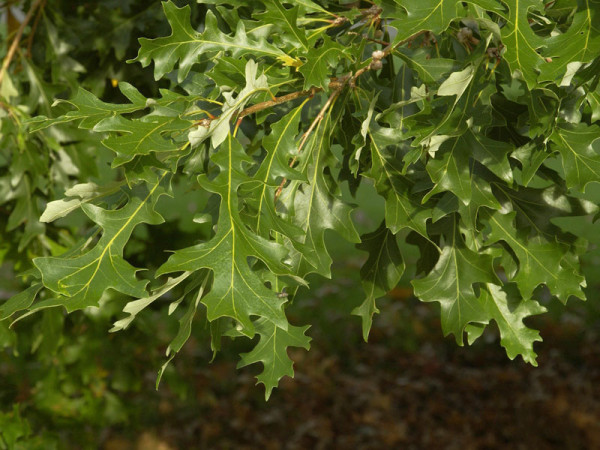 Leierblättrige-Eiche (Quercus lyrata)