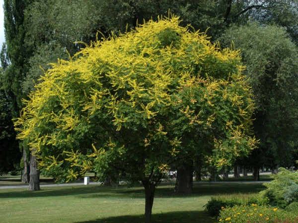 Blasenesche (Koelreuteria paniculata)