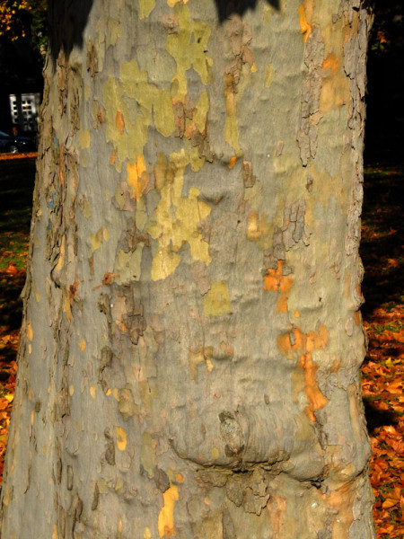 Ahornblättrige Platane (Platanus hispanica)