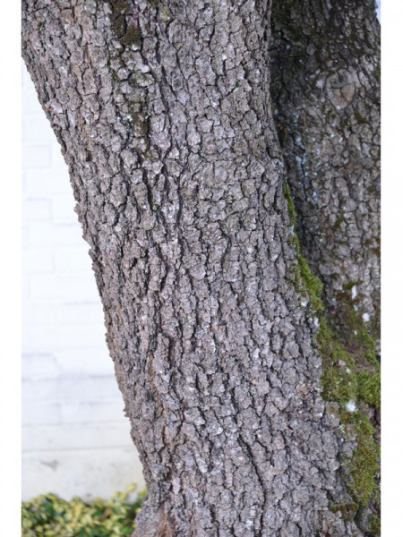Flaumeiche (Quercus pubescens)