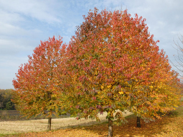 Wildkirsche (Prunus avium) Vogelkirsche - XL Produkt