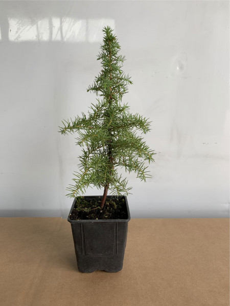 Gemeiner Wacholder (Juniperus communis)