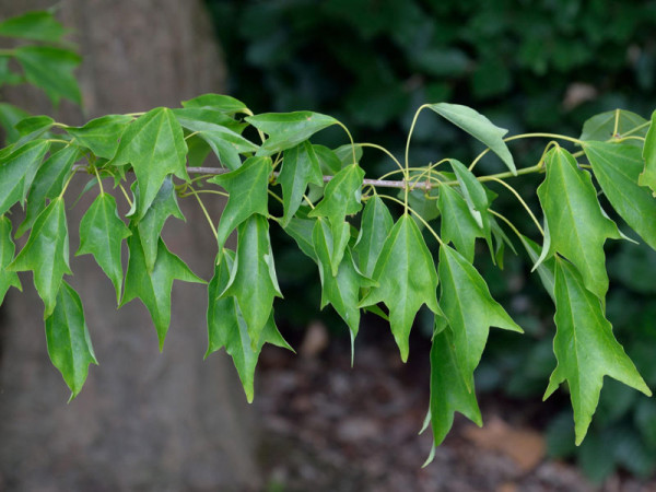 Dreispitzahorn (Acer buergerianum)