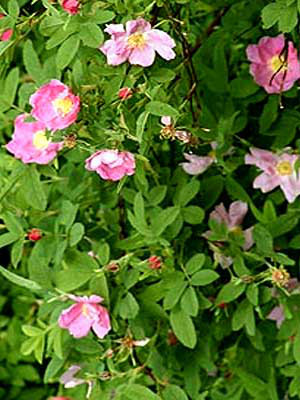 Gemeine Heckenrose (Rosa canina) Hundsrose - Hagebutte