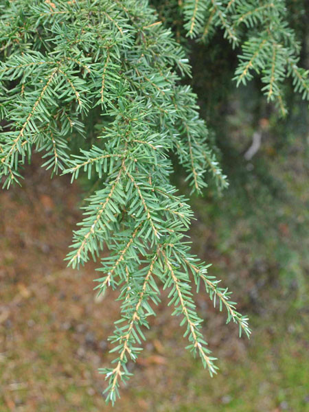 Westamerikanische Hemlocktanne (Tsuga heterophylla)