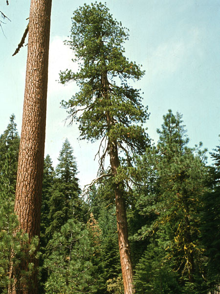 Gelb-Kiefer, Ponderosa-Kiefer (Pinus ponderosa)