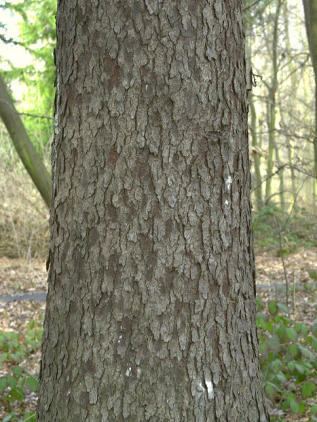 Sitkafichte (Picea sitchensis)