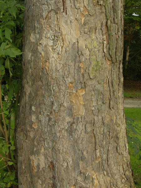 Bergahorn (Acer pseudoplatanus)