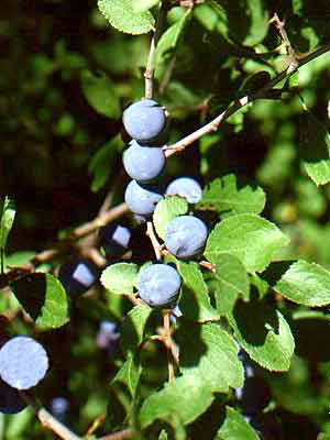 Schlehe, Schlehdorn (Prunus spinosa) Schwarzdorn