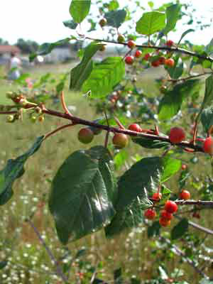 Faulbaum (Rhamnus frangula)