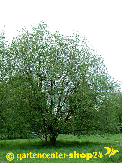 Salix caprea (Salweide, Palmweide)