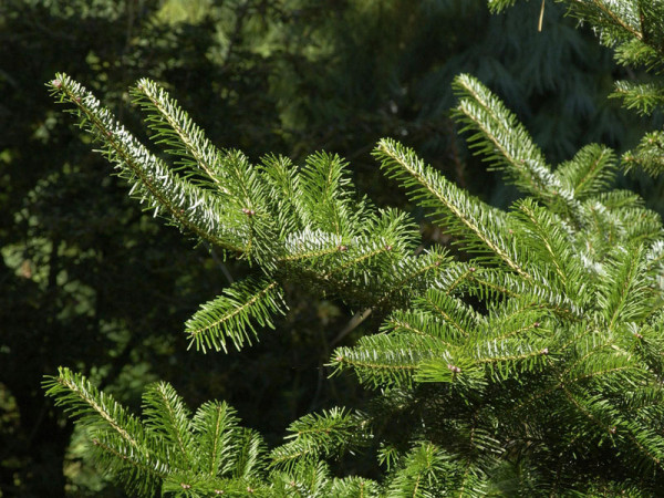 Veitchstanne (Abies veitchii)