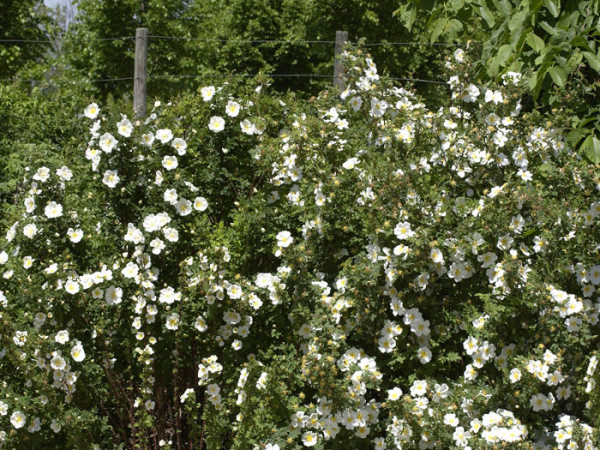 Bibernellrose, (Rosa pimpinellifolia (spinosissima))