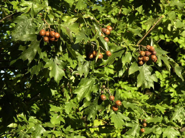 Elsbeere (Sorbus torminalis)