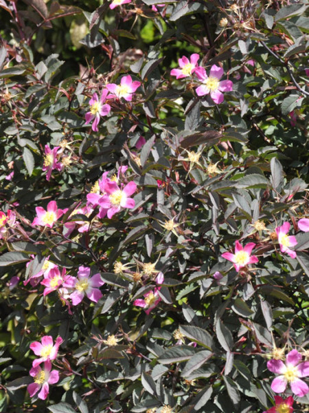 Rotblättrige Rose, blaue Hechtrose (Rosa glauca)