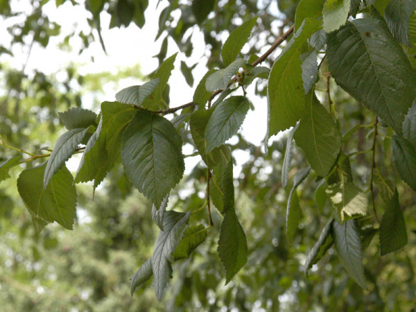 Flatterulme (Ulmus laevis) - XL-Produkt