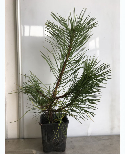 Schwarzkiefer (Pinus nigra austriaca)