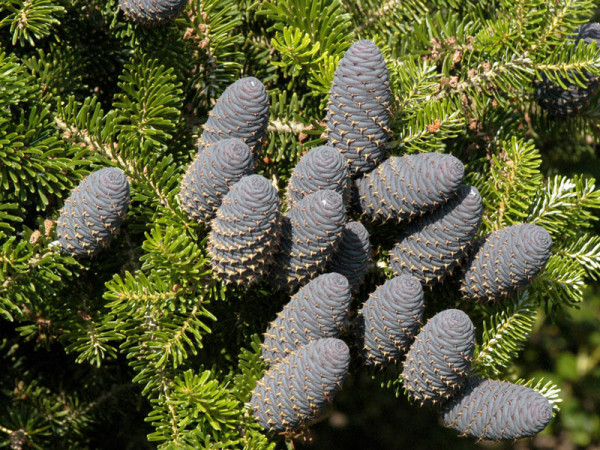 Koreatanne (Abies koreana)