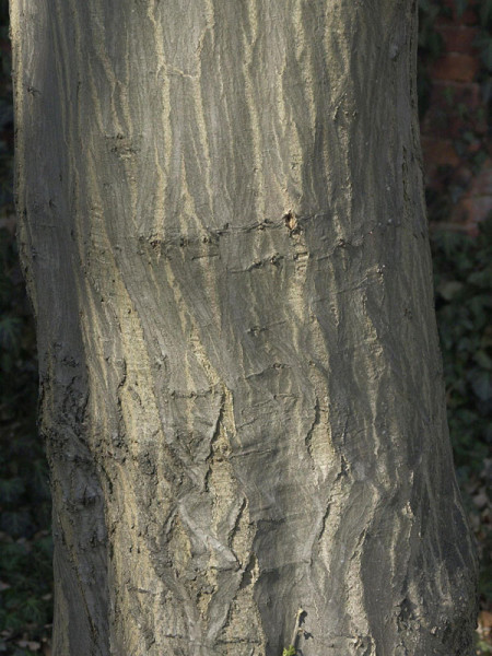 Hainbuche, Weissbuche (Carpinus betulus)