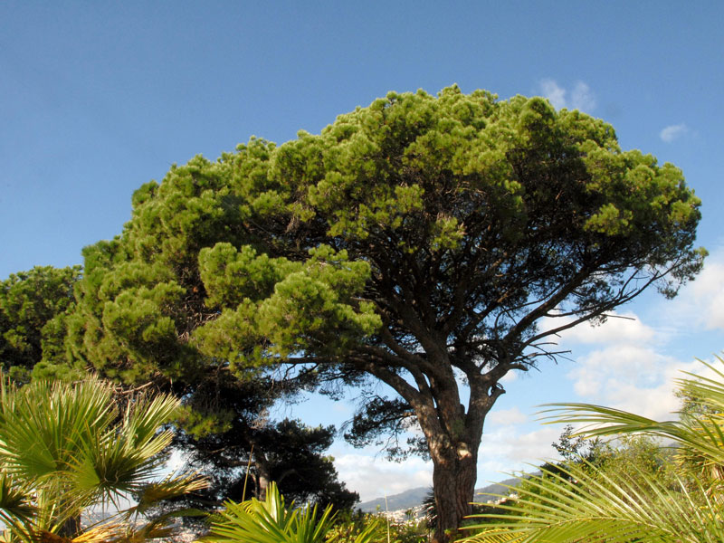 Pinie, Pinus pinea