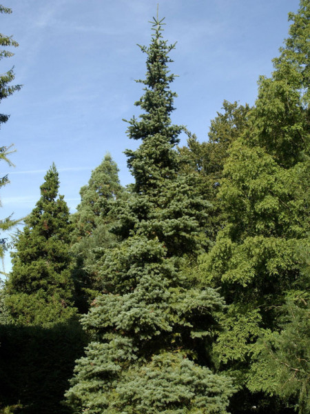 Korktanne (Abies lasiocarpa arizonica)