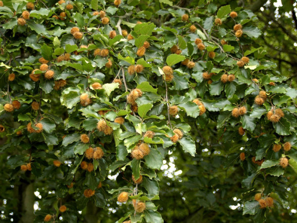 Rotbuche (Fagus sylvatica)