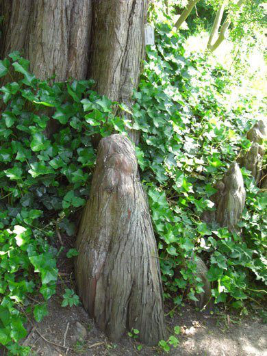 Sumpfzypresse (Taxodium distichum)