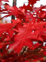 quercus-rubra-forst