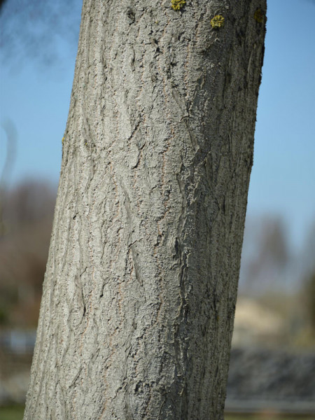 Blauglockenbaum (Paulownia tomentosa)