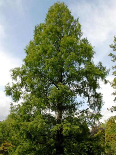 Urweltmammutbaum (Metasequoia glyptostroboides)