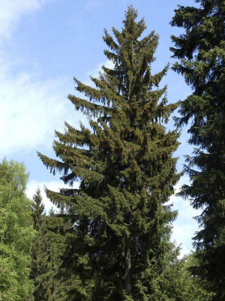 Fichte, Rotfichte (Picea abies)