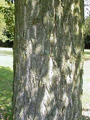 Pappel (Populus ssp. Hybr.)