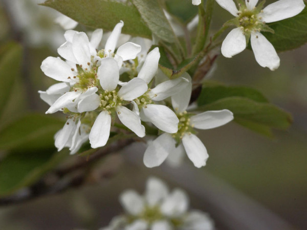 Gemeine Felsenbirne (Amelanchier rotundifolia)