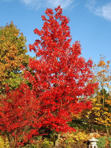 Amberbaum (Liquidambar styraciflua)