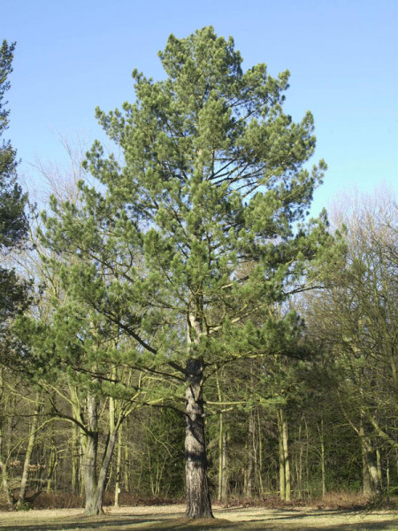 Schwarzkiefer (Pinus nigra austriaca)