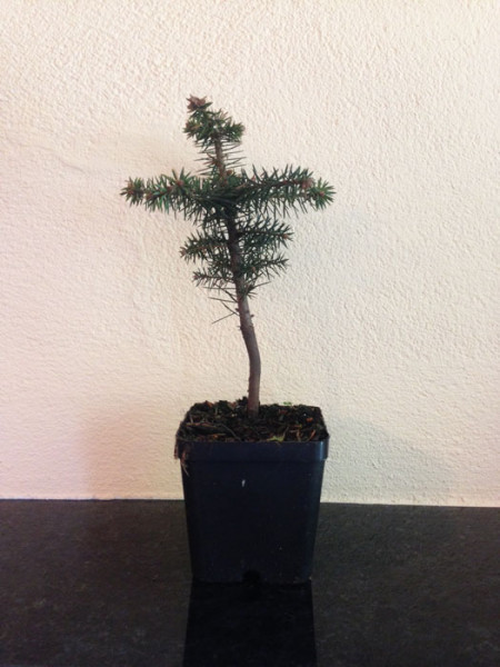 Spanische Tanne (Abies pinsapo)