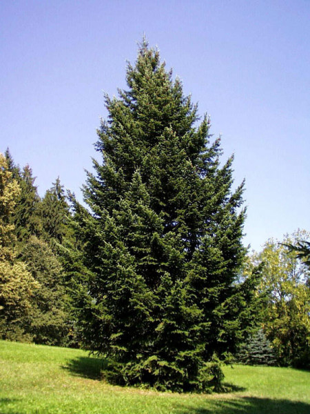 Weissfichte (Picea glauca)