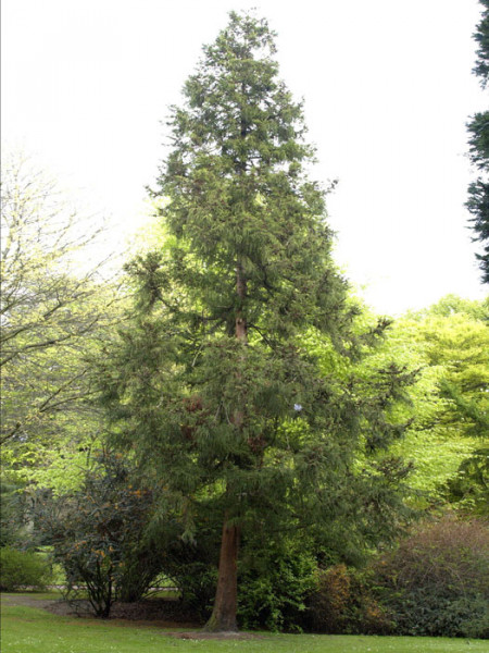 Japanische Sicheltanne (Cryptomeria japonica)