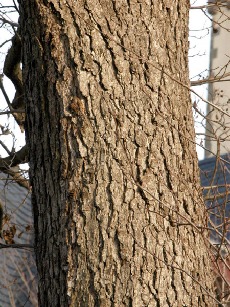 Schwarzerle (Alnus glutinosa) Roterle