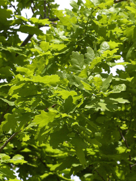 Stieleiche (Quercus robur)