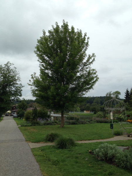 Eschenahorn (Acer negundo)