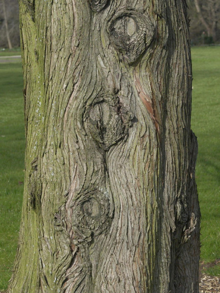 Urweltmammutbaum (Metasequoia glyptostroboides)