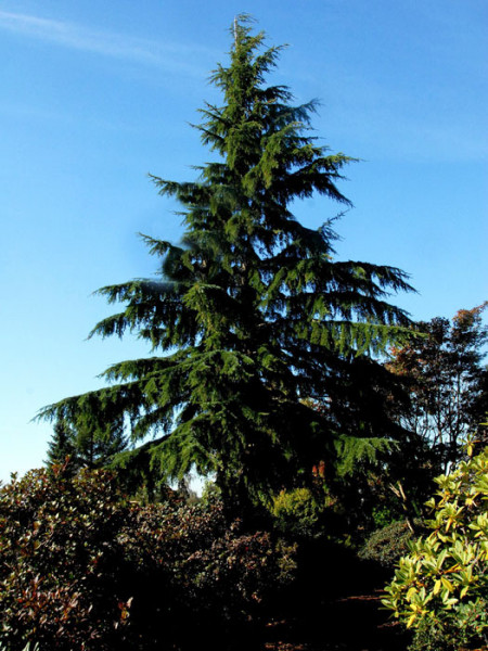 Kanadische Hemlocktanne (Tsuga canadensis)