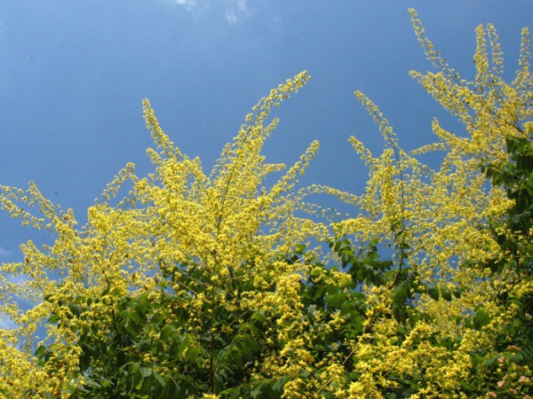 Blasenesche (Koelreuteria paniculata)