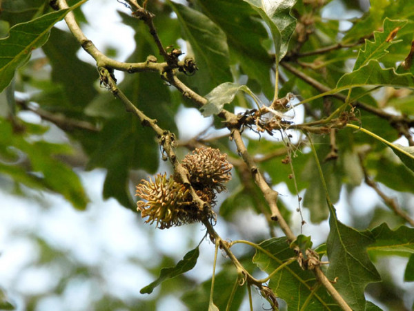 Zerreiche (Quercus cerris)