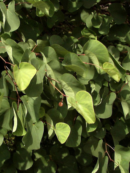 Judasbaum (Cercis siliquastrum)