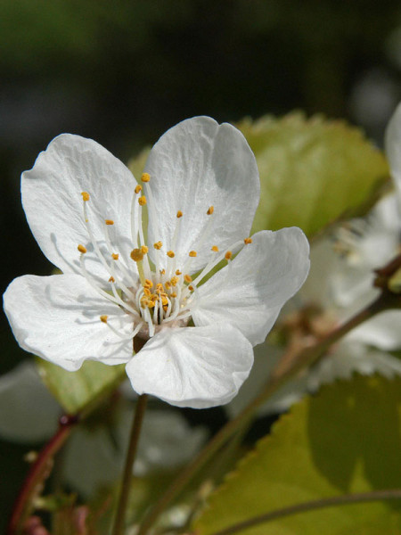 Wildkirsche (Prunus avium) Vogelkirsche