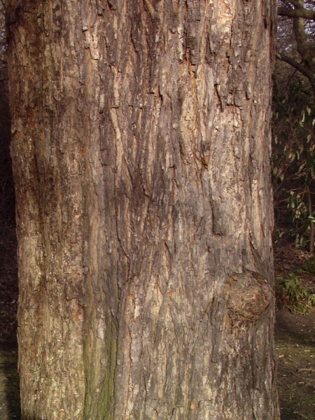 Feldahorn (Acer campestre)