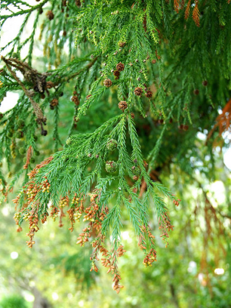 Japanische Sicheltanne (Cryptomeria japonica)